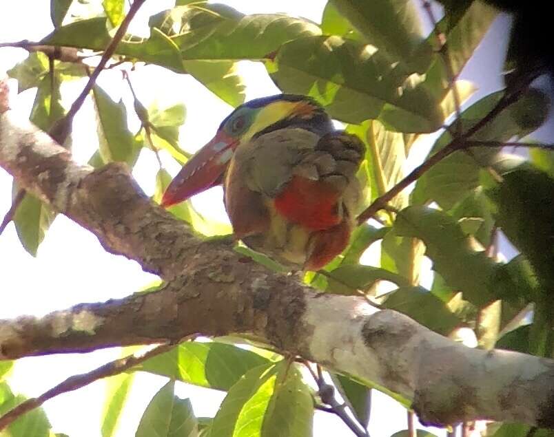 Image of Tawny-tufted Toucanet