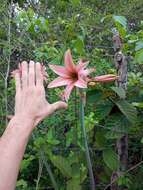 Слика од Hippeastrum stylosum Herb.