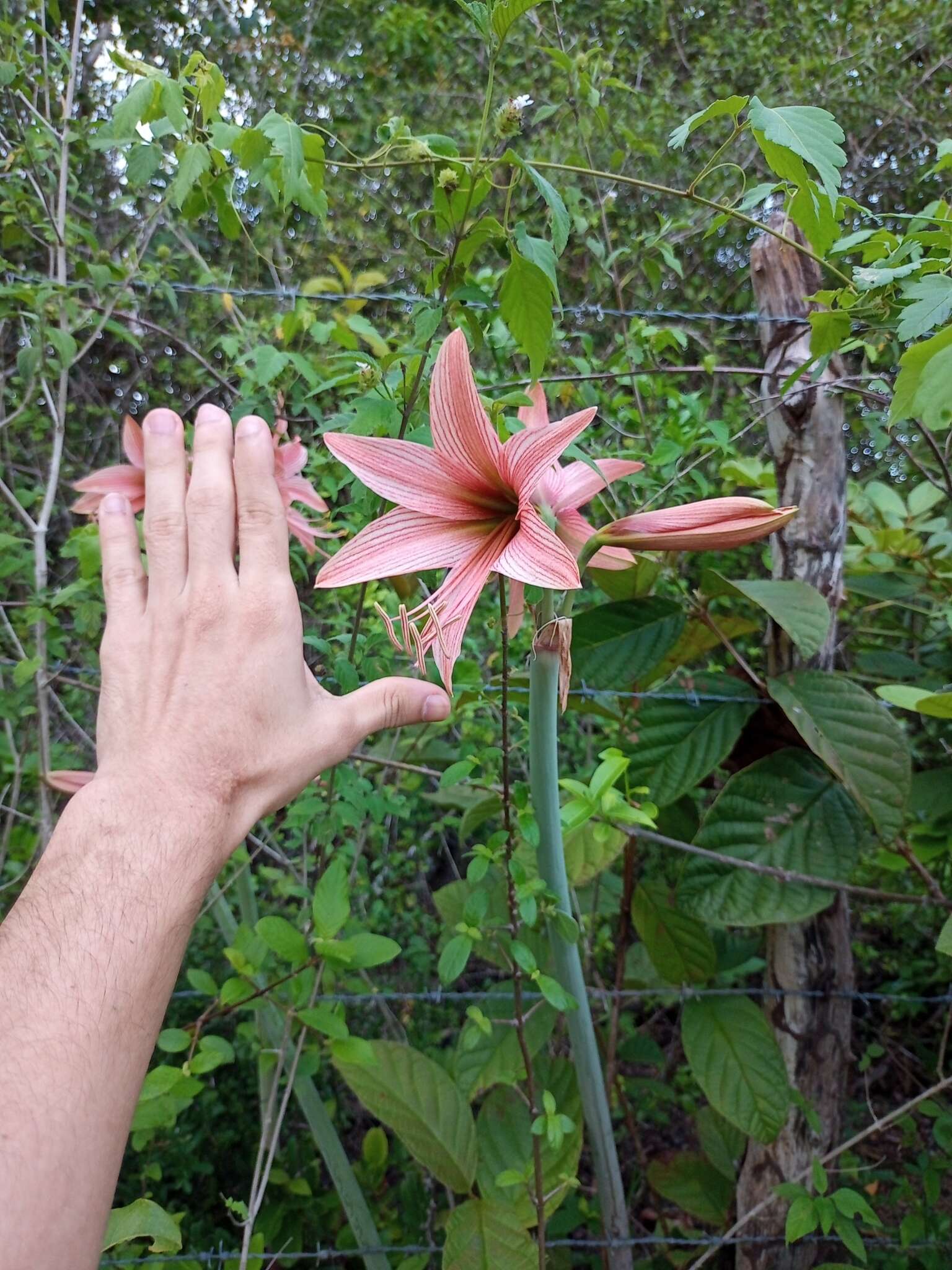 Слика од Hippeastrum stylosum Herb.