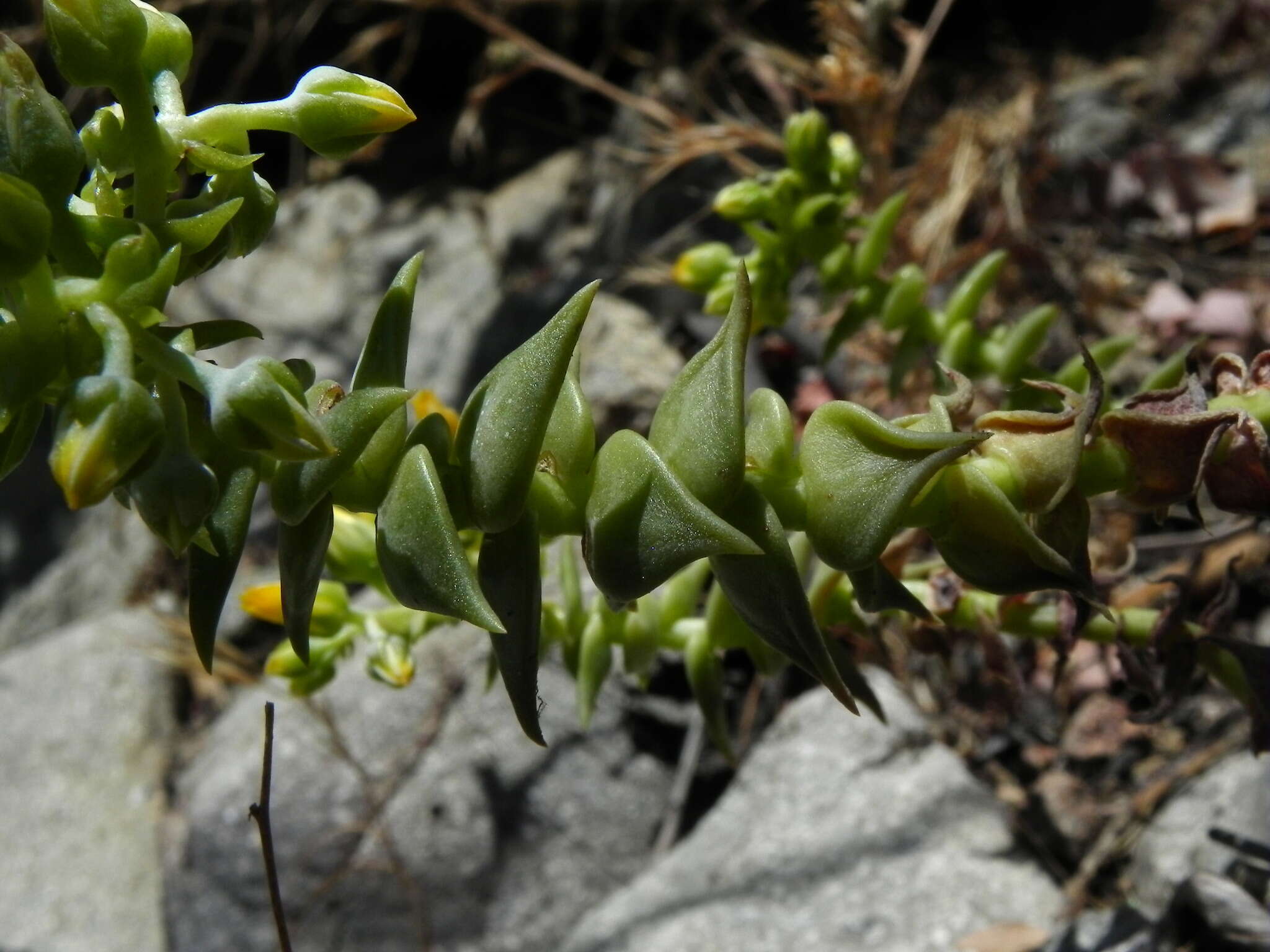 Plancia ëd Dudleya cymosa subsp. crebrifolia K. M. Nakai & Verity