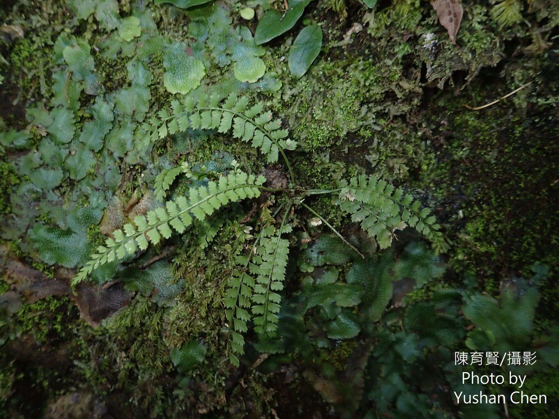 Polystichum hancockii (Hance) Diels resmi