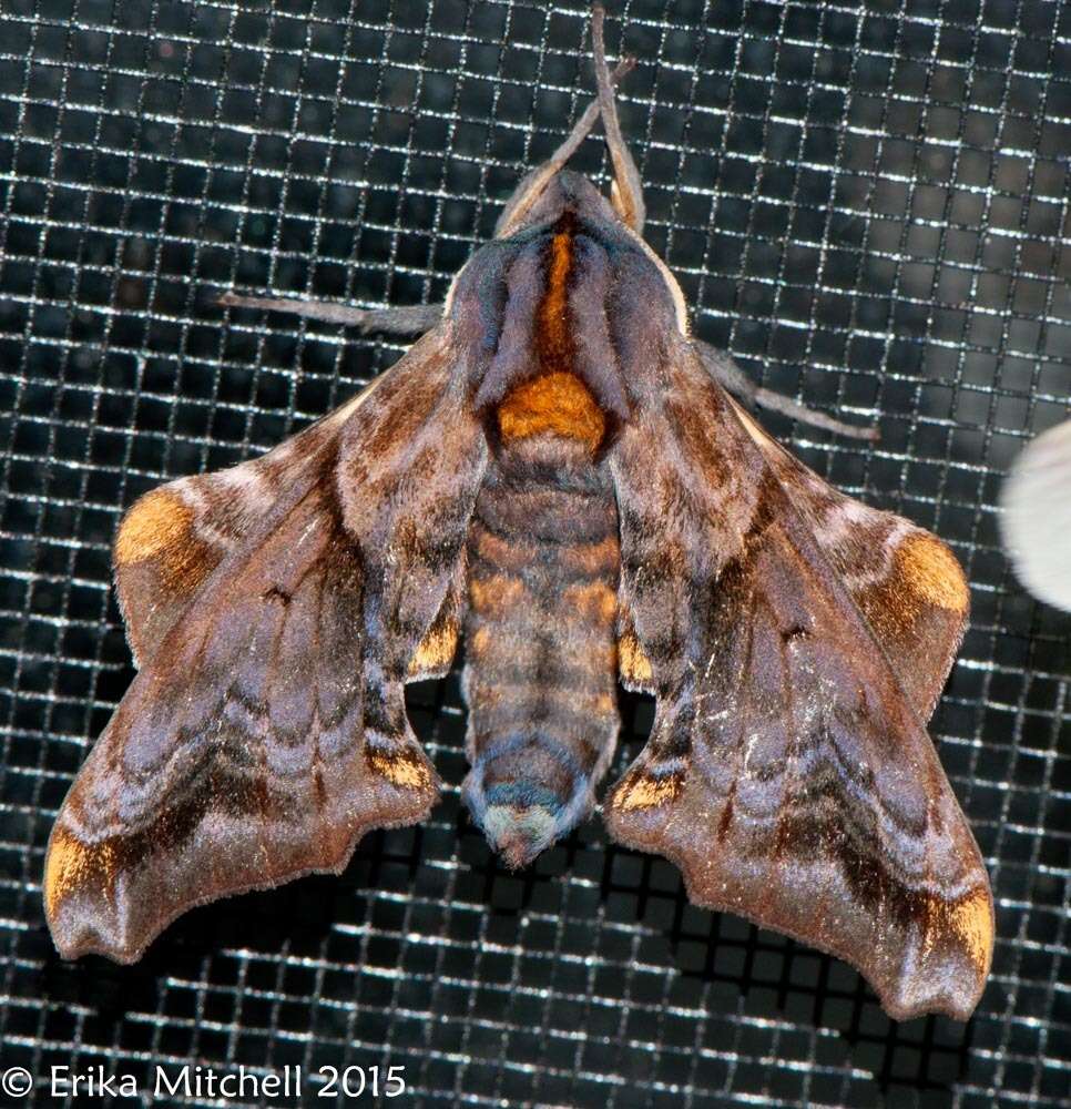 Image of Small-eyed Sphinx