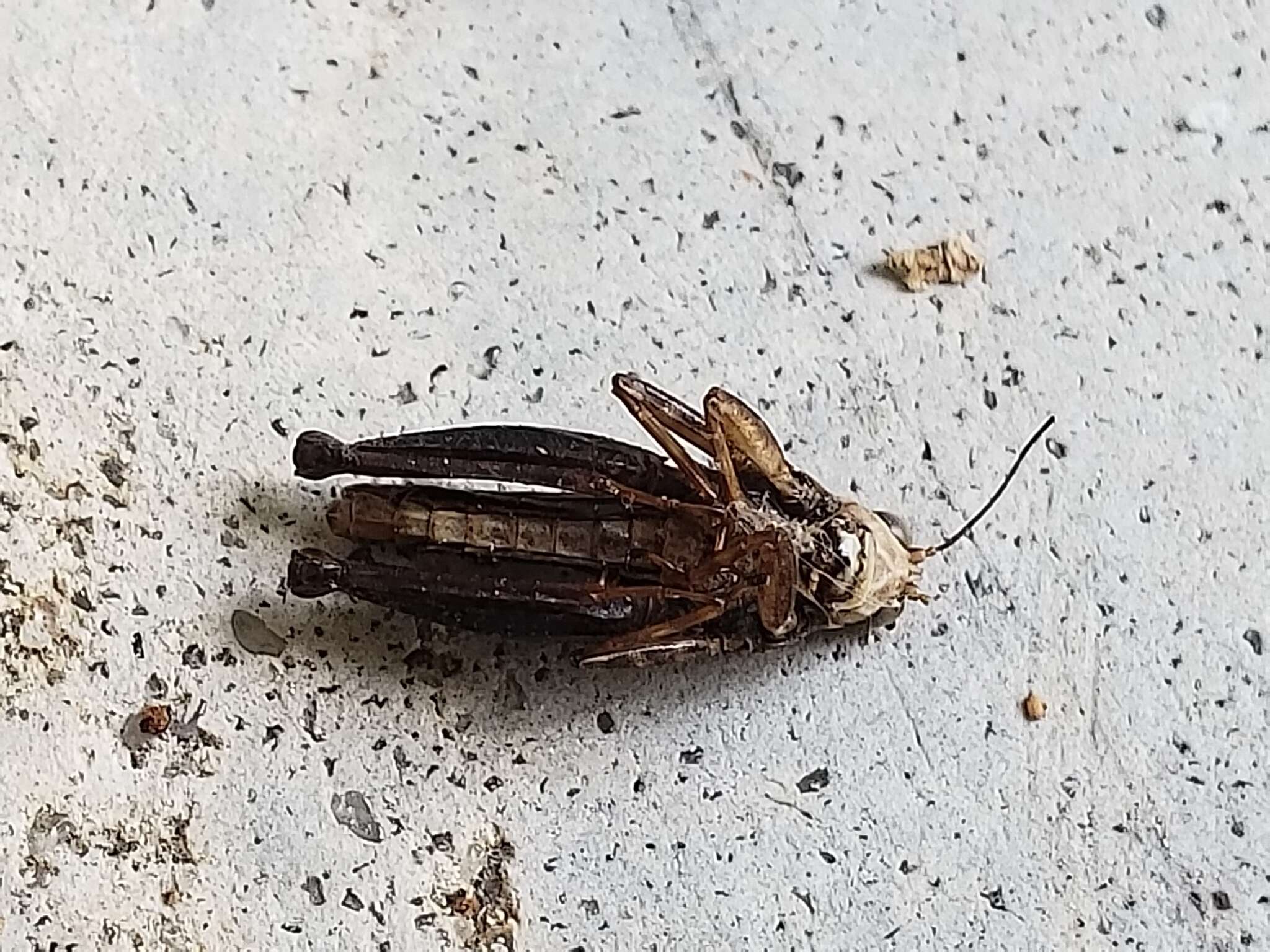 Image of Black-sided Pygmy Grasshopper