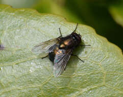 Imagem de Eudasyphora cyanella (Meigen 1826)