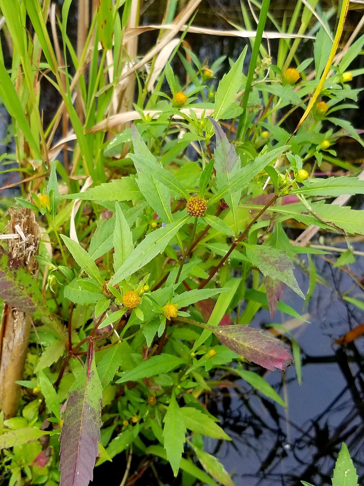 Image of purplestem beggarticks