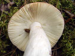 Image of Russula decolorans (Fr.) Fr. 1838