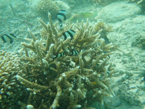 Image of Black-blotched wrasse