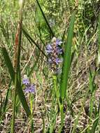 Image of Pontederia cordata var. lancifolia (Muhl.) Morong