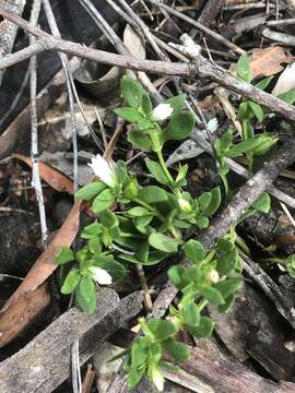 Image of Orianthera pusilla (R. Br.) C. S. P. Foster & B. J. Conn