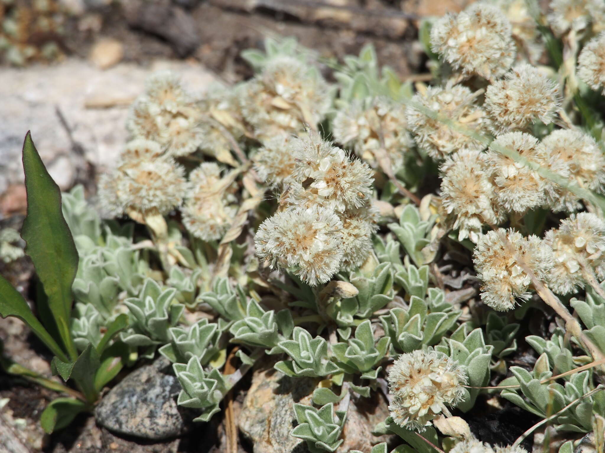 Imagem de Antennaria parvifolia Nutt.