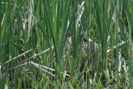 Image of American Bittern