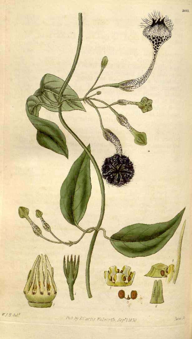 Image de Ceropegia elegans Wall.