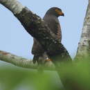 Image of Slate-colored Hawk