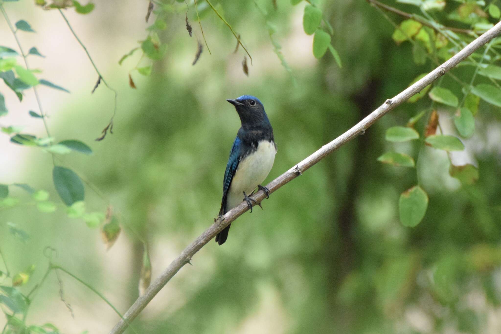 Image of Cyanoptila cyanomelana intermedia (Weigold 1922)