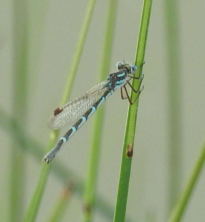 Image of Austrolestes annulosus (Selys 1862)