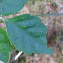 Image of Gynostemma pentaphyllum (Thunb.) Makino