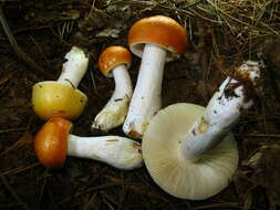 Image of Russula decolorans (Fr.) Fr. 1838