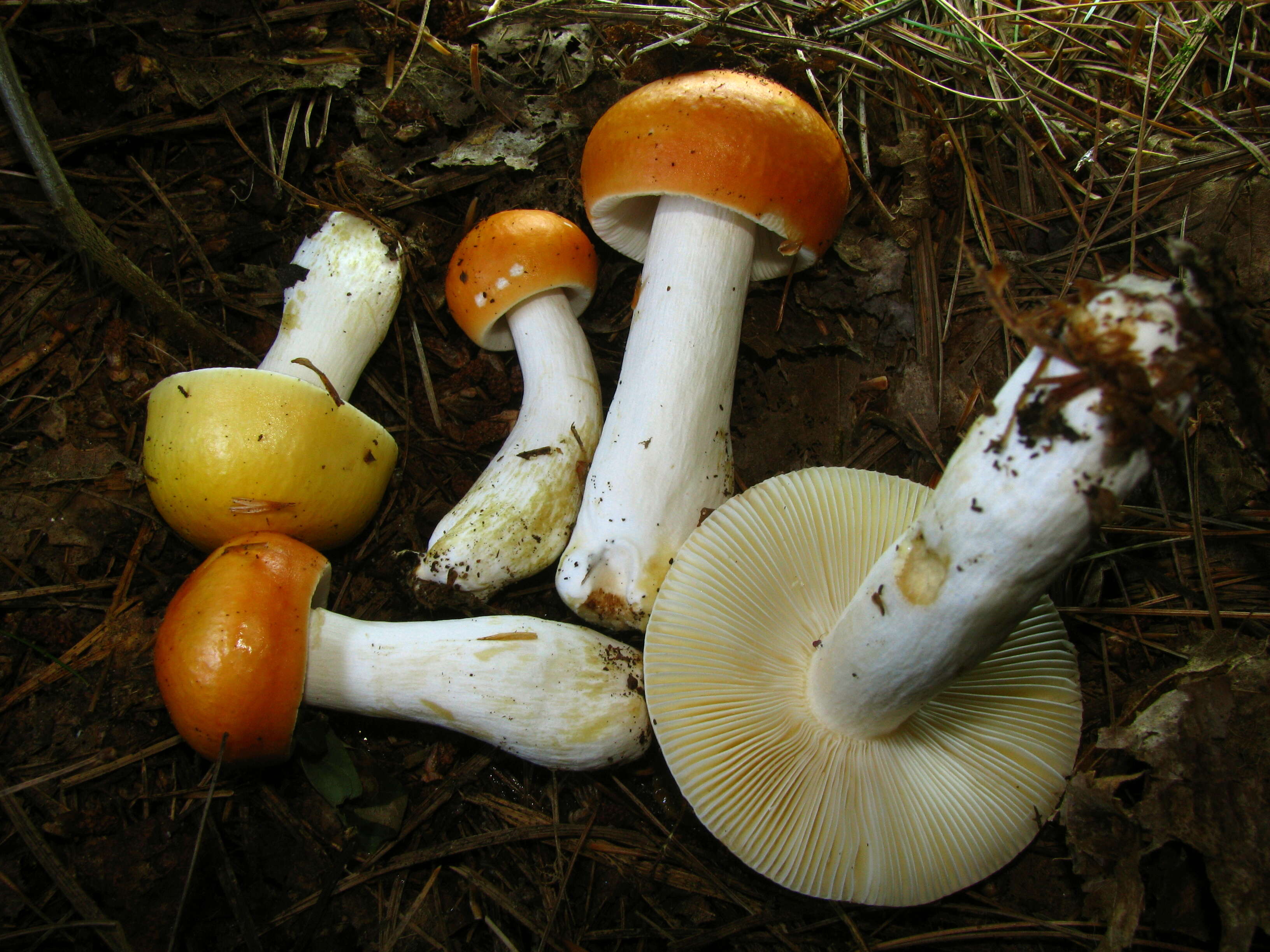 Image of Russula decolorans (Fr.) Fr. 1838