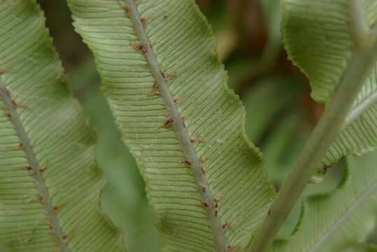 Image of Parablechnum triangularifolium (T. C. Chambers & P. A. Farrant) Gasper & Salino