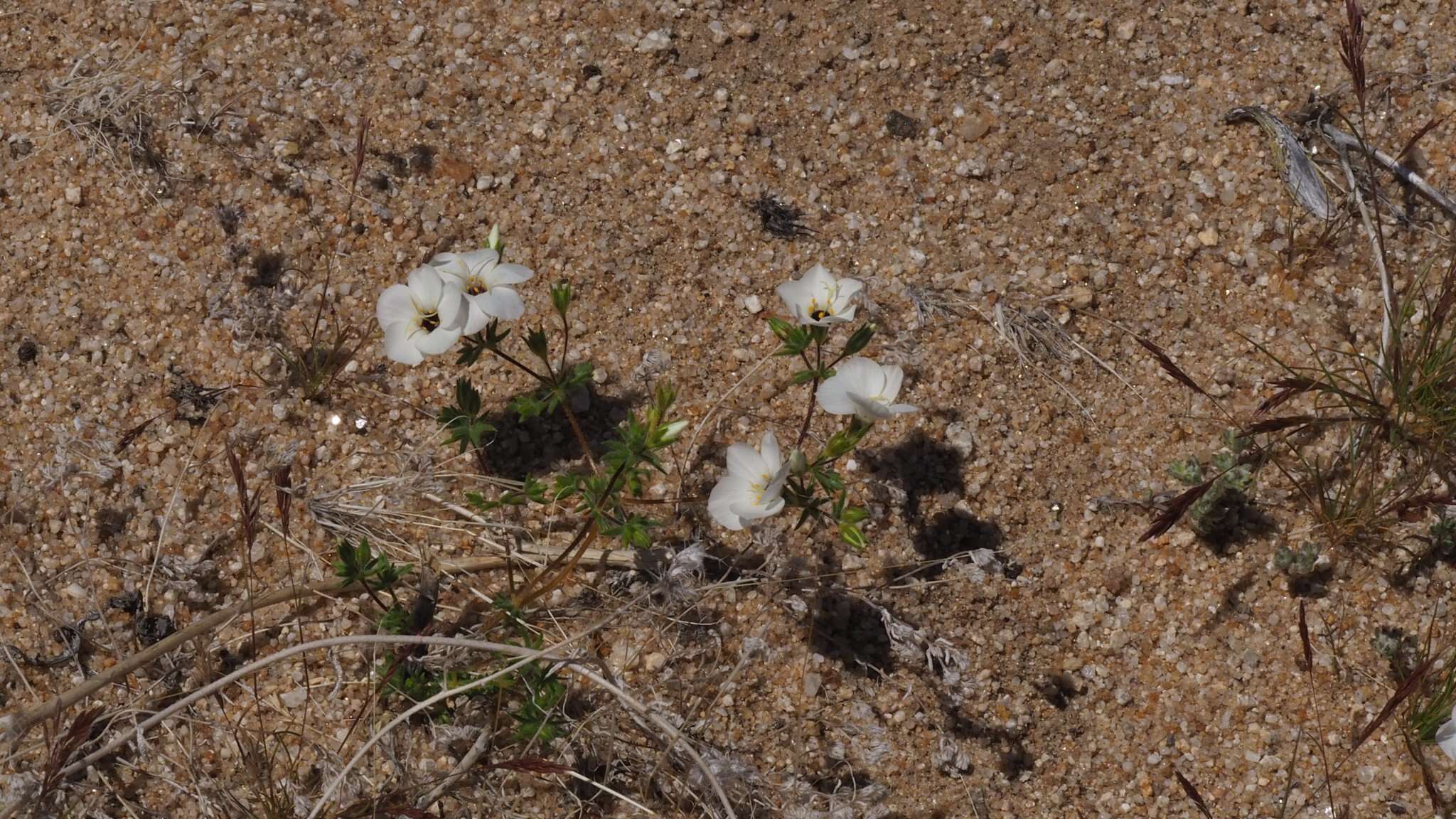 Image of golden linanthus