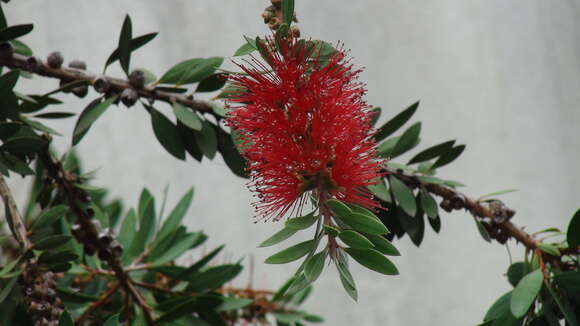 صورة Callistemon citrinus (Curtis) Skeels