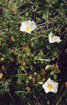 Image of salvia cistus