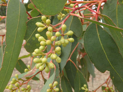 Image of Eucalyptus fasciculosa F. Müll.