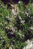 Image of Rosemary