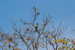 Psilopogon viridis (Boddaert 1783) resmi