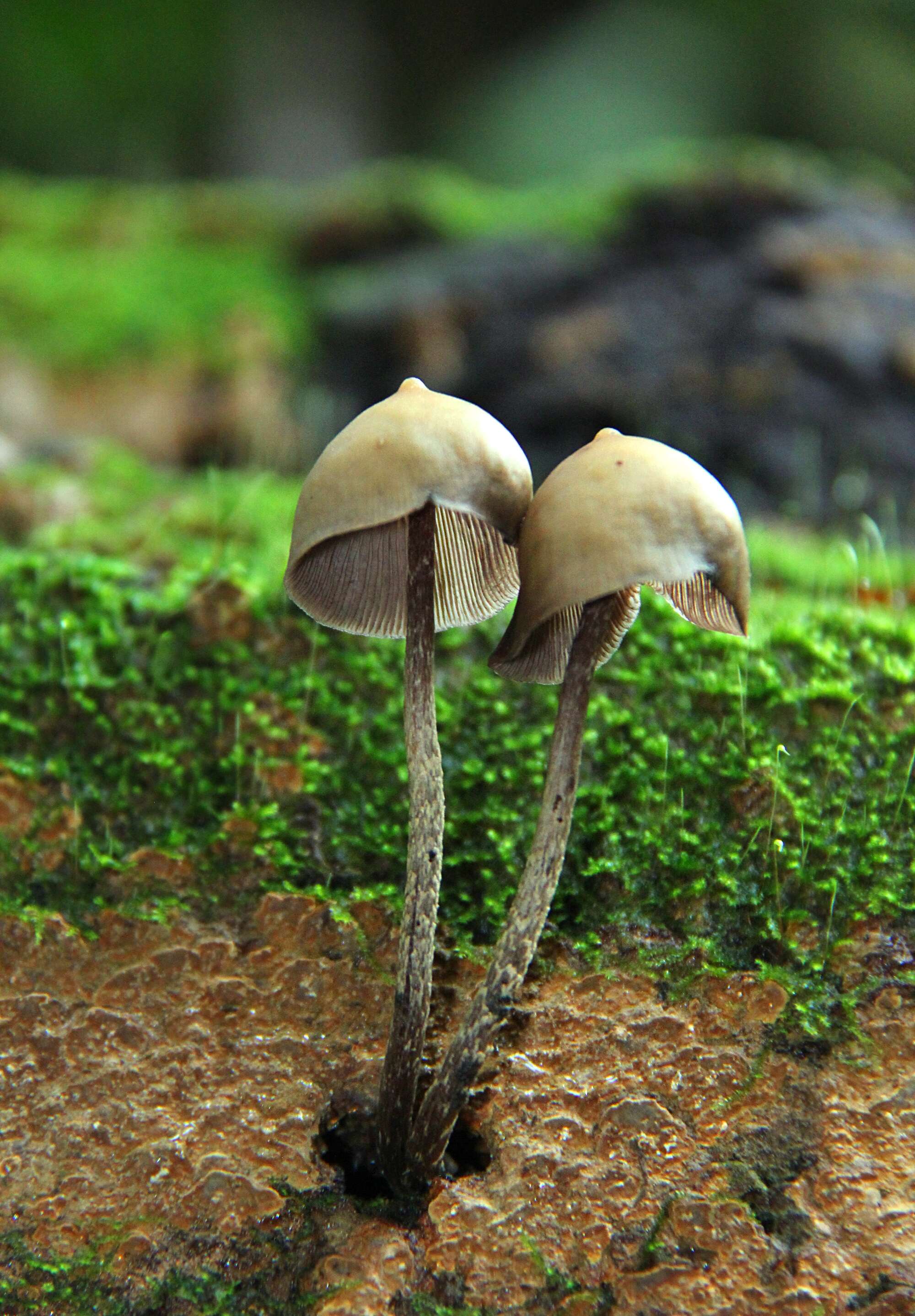 Image of Psilocybe yungensis Singer & A. H. Sm. 1958