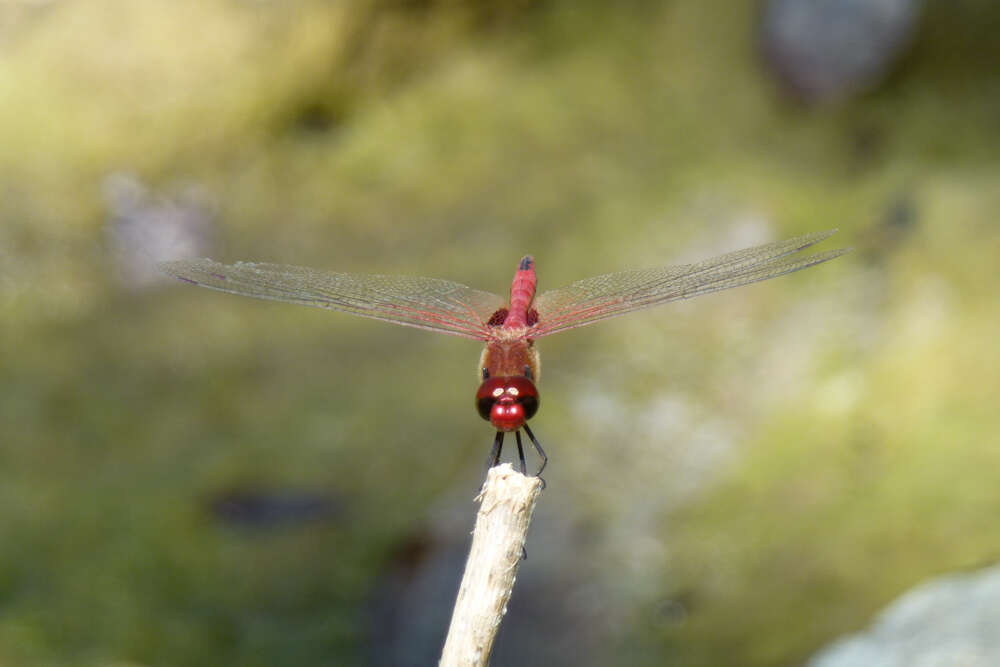 Image of Vermilion saddlebags