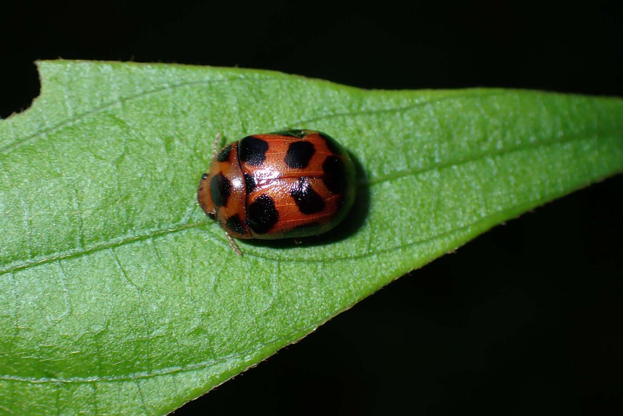 صورة <i>Gonioctena tredecimmaculata</i>