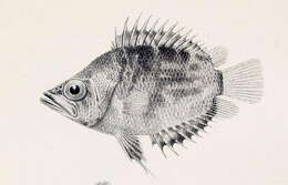 Image of African Leaffish