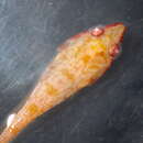 Image of Posidonia clingfish