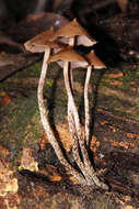 Image of Psilocybe yungensis Singer & A. H. Sm. 1958