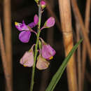 Imagem de Asemeia grandiflora (Walt.) Small