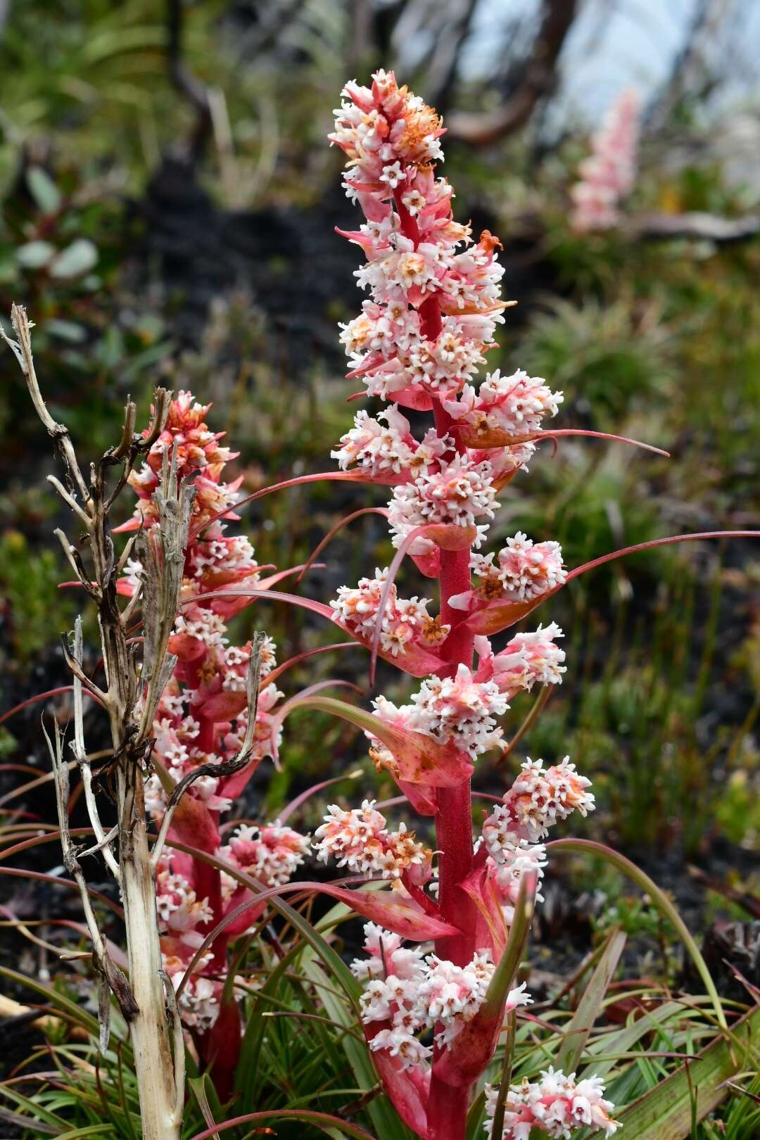 Image of Dracophyllum milliganii Hook.