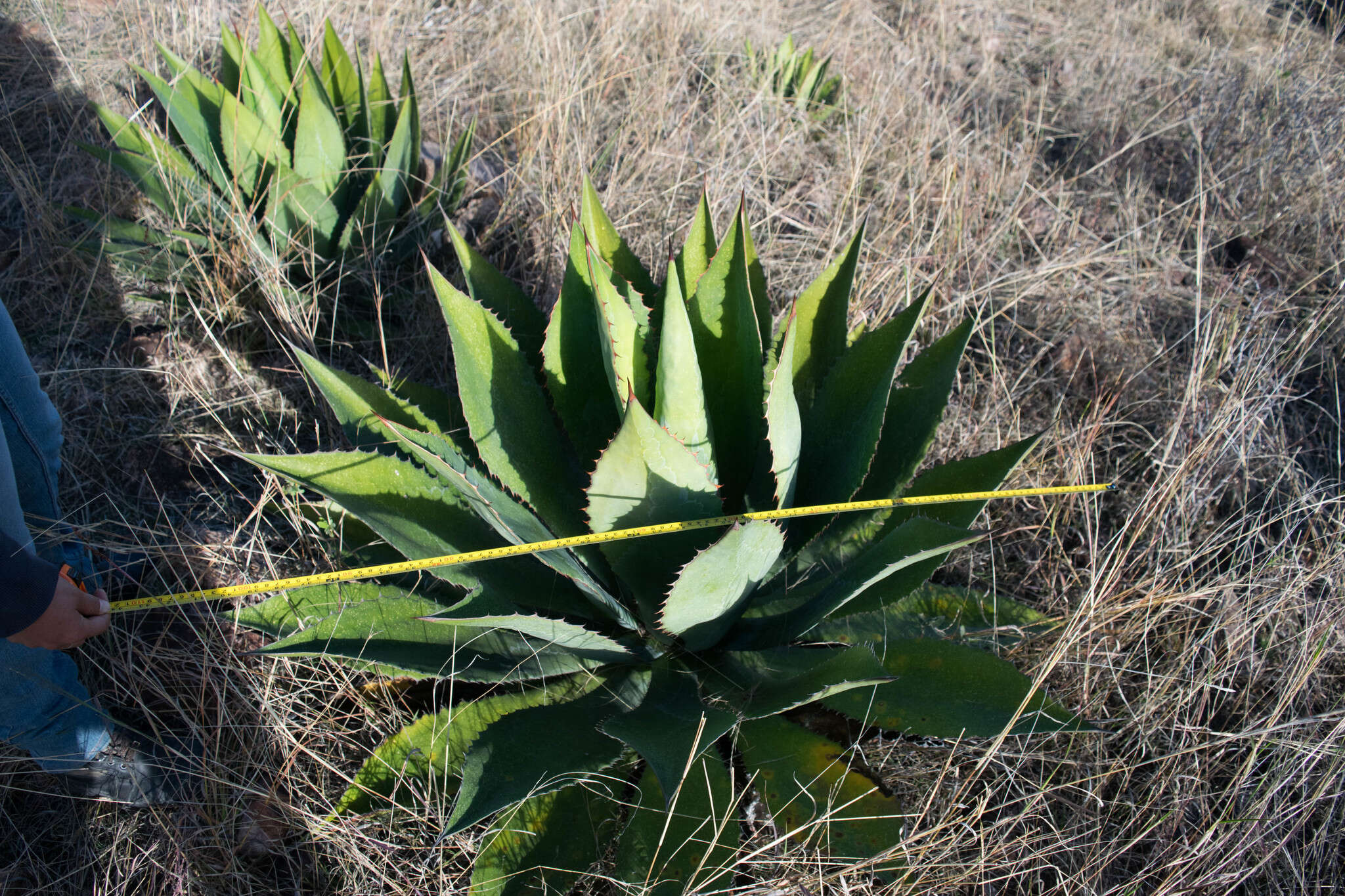 Слика од Agave maximiliana var. katharinae (A. Berger) Gentry