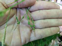 Image of fibrousroot sedge