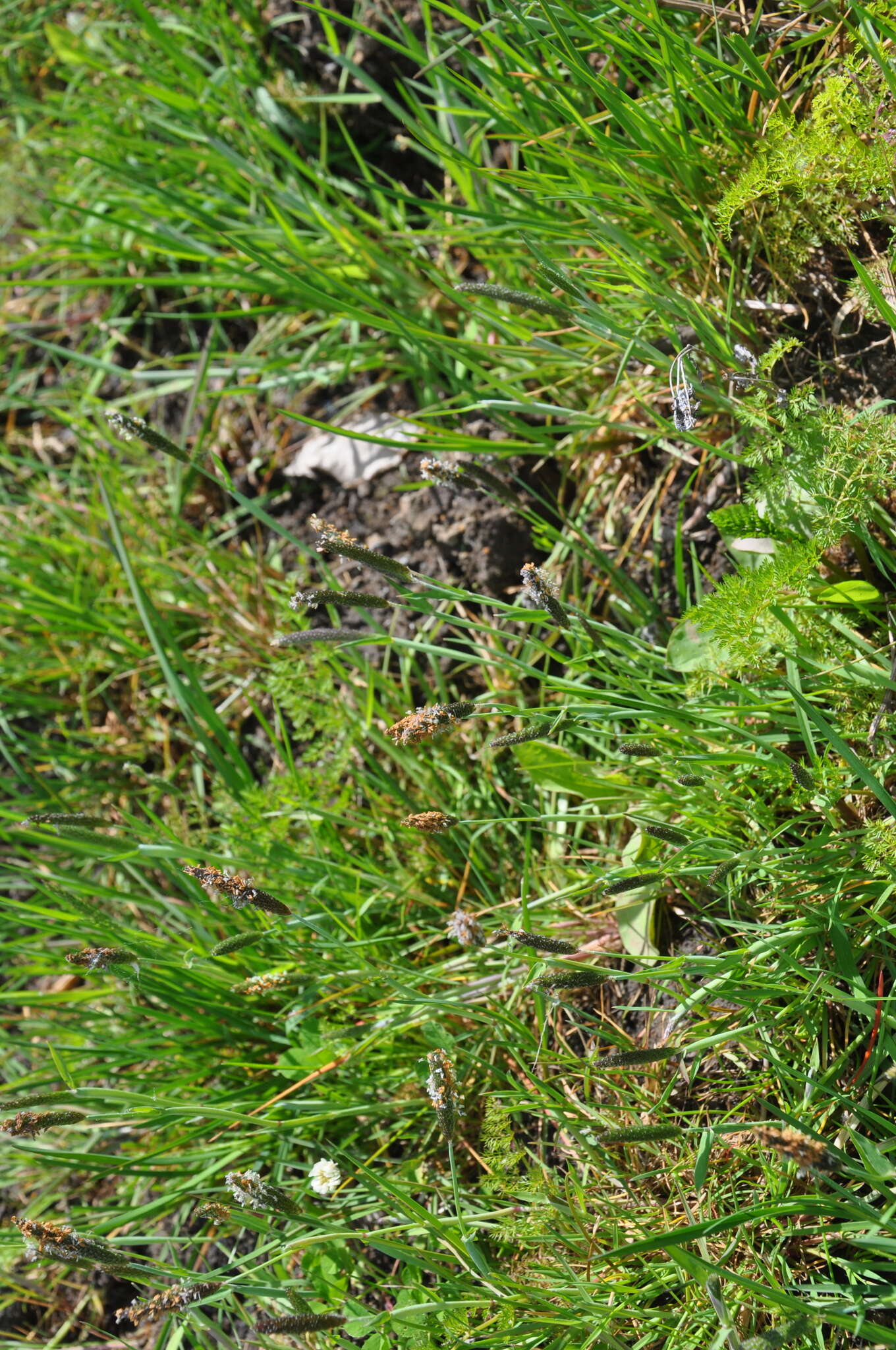 Image of marsh foxtail