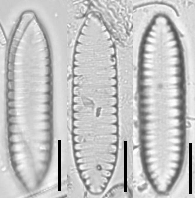 Image de Surirella angusta