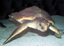 Image of Caretta