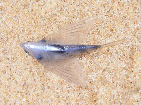 Image of Bleeker&#39;s flyingfish