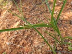 Image of Iphigenia indica (L.) A. Gray ex Kunth
