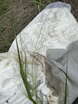 Слика од Eragrostis trichodes (Nutt.) Alph. Wood