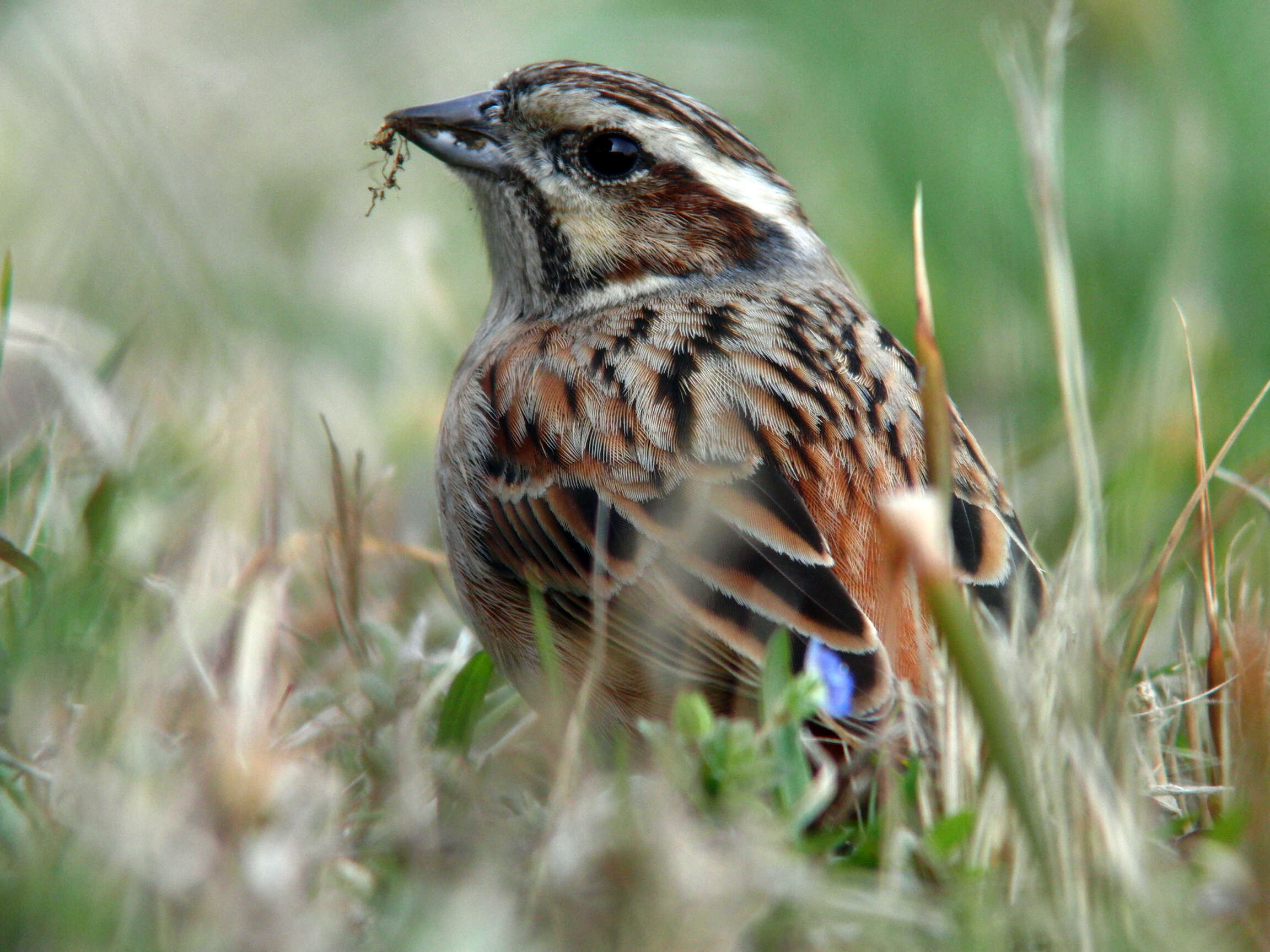 Image of Meadow Bunting