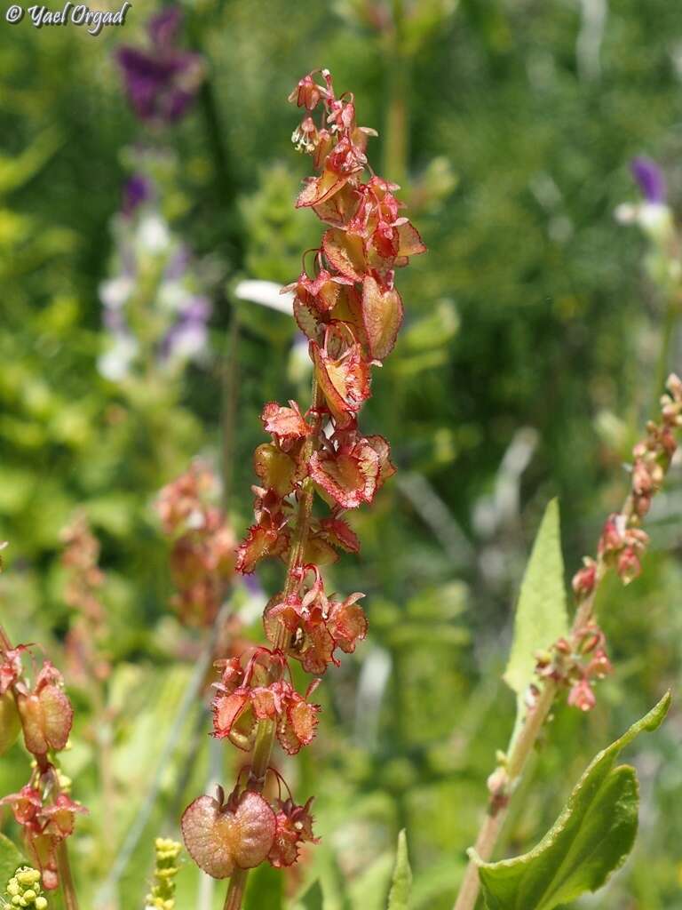 Rumex cyprius Murb. resmi