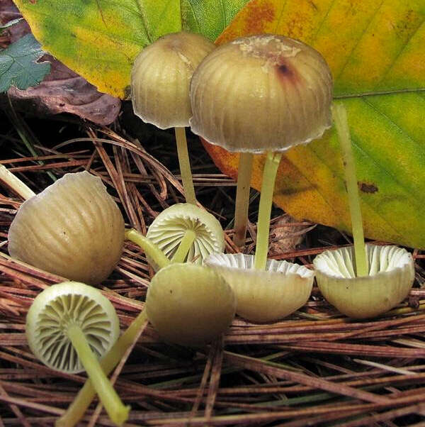 Image of Mycena epipterygia (Scop.) Gray 1821