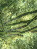 Image of angular sea whip