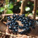 Image of Alder Flea Beetle